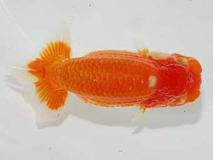 駿河らんちゅう会品評大会 東脇行司 酒巻 豊 小山 駿河らんちゅう会品評大会 東脇行司 酒巻 豊 小山