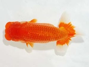 駿河らんちゅう会品評大会 西脇行司 松田力三 浜松 駿河らんちゅう会品評大会 西脇行司 松田力三 浜松