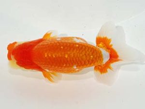 駿河らんちゅう会品評大会 西大関 鈴木和也 沼津 駿河らんちゅう会品評大会 西大関 鈴木和也 沼津