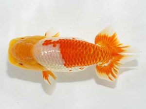 駿河らんちゅう会品評大会 立行司 高倉清之 静岡 駿河らんちゅう会品評大会 立行司 高倉清之 静岡