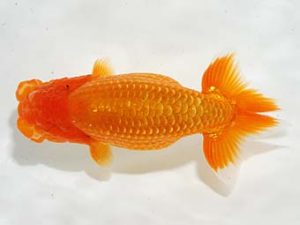 駿河らんちゅう会品評大会 東取締 鈴木和也 沼津 駿河らんちゅう会品評大会 東取締 鈴木和也 沼津