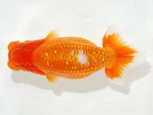 駿河らんちゅう会品評大会 西取締 影山 繁 沼津 駿河らんちゅう会品評大会 西取締 影山 繁 沼津