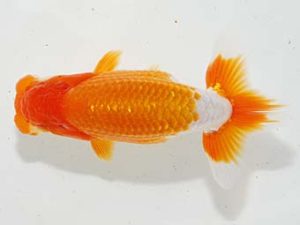 駿河らんちゅう会品評大会 東関脇 飯島紳一 沼津 駿河らんちゅう会品評大会 東関脇 飯島紳一 沼津