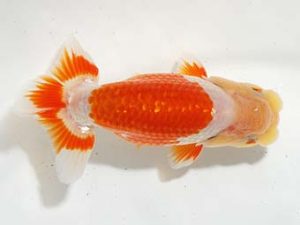 駿河らんちゅう会品評大会 西関脇 手塚康行 東京 駿河らんちゅう会品評大会 西関脇 手塚康行 東京