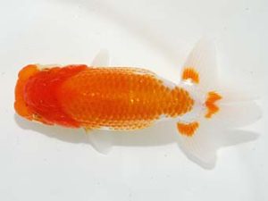 駿河らんちゅう会品評大会 東小結 鈴木克己 浜松 駿河らんちゅう会品評大会 東小結 鈴木克己 浜松