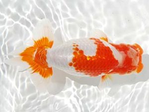 駿河らんちゅう会品評大会 西大関 加藤義行 伊豆ノ国 駿河らんちゅう会品評大会 西大関 加藤義行 伊豆ノ国