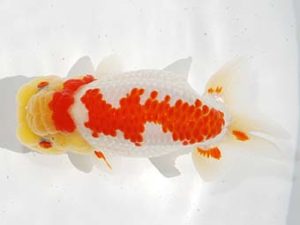 駿河らんちゅう会品評大会 立行司 伊藤幹彦 静岡 駿河らんちゅう会品評大会 立行司 伊藤幹彦 静岡