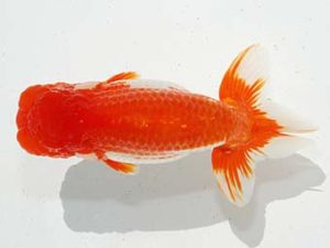 駿河らんちゅう会品評大会 東取締 菊池 正 太田 駿河らんちゅう会品評大会 東取締 菊池 正 太田