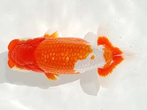 駿河らんちゅう会品評大会 西取締 松本芳夫 静岡 駿河らんちゅう会品評大会 西取締 松本芳夫 静岡