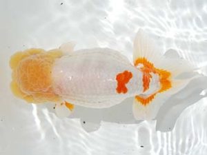 駿河らんちゅう会品評大会 西大関 吉村友良 富士 駿河らんちゅう会品評大会 西大関 吉村友良 富士