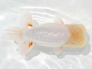 駿河らんちゅう会品評大会 立行司 鈴木和也 沼津 駿河らんちゅう会品評大会 立行司 鈴木和也 沼津