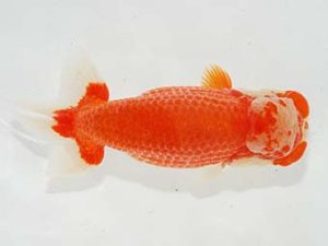 駿河らんちゅう会品評大会 東取締 菊池 正 太田 駿河らんちゅう会品評大会 東取締 菊池 正 太田