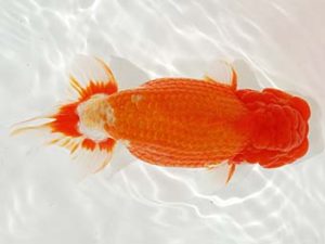 駿河らんちゅう会品評大会 西取締 大村瀧次 三島 駿河らんちゅう会品評大会 西取締 大村瀧次 三島