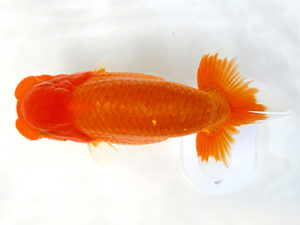 研究会　特選4　荘司 三郎