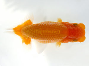 研究会　特選5　町田　伸