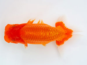 徳島愛錦会　東大関　山光　勲　愛媛