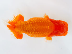 徳島愛錦会　西大関　村上暢彦　岡山