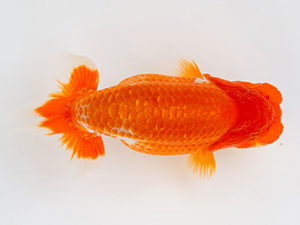 徳島愛錦会　立行司　村上暢彦　岡山