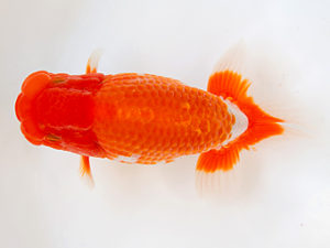 徳島愛錦会　取締一　平田哲也　徳島