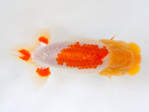 徳島愛錦会　取締二　竹谷義正　香川