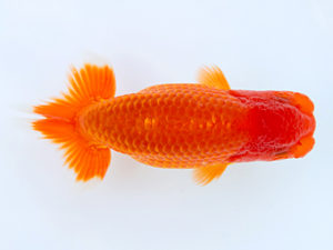 徳島愛錦会　東大関　阿部順治　徳島