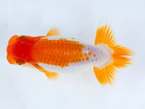 徳島愛錦会　西大関　藤原博文　徳島