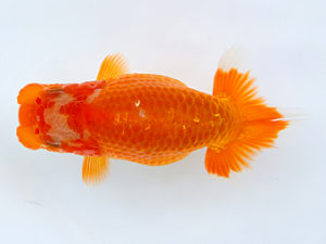 徳島愛錦会　取締一　真鍋弘義　香川