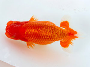 徳島愛錦会　取締二　阿部順治　徳島