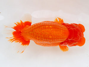 徳島愛錦会　西大関　川村和己　高知