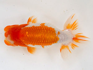 徳島愛錦会　立行司　吉成志朗　徳島