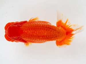 徳島愛錦会　取締一　林　淳　徳島