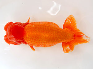 徳島愛錦会　東大関　谷澤清孝(香川)