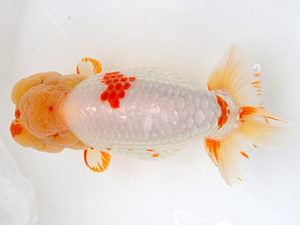 徳島愛錦会　西大関　田中　勉(香川)