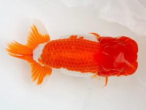 徳島愛錦会　立行司　木川益男(徳島)