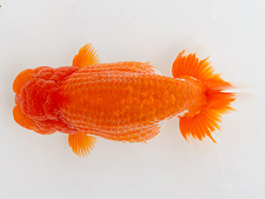 徳島愛錦会　取締一 吉成志朗(徳島)