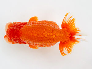 徳島愛錦会　取締二 吉成志朗(徳島)