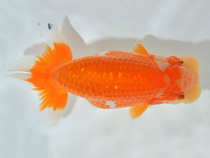 西日本金魚愛好会　西大関　湯浅正徳　鳥栖みやき