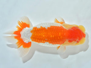 西日本金魚愛好会　立行司　中山輝彦　鳥栖みやき