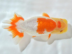 西日本金魚愛好会　東取締　中山輝彦　鳥栖みやき