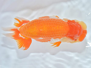 西日本金魚愛好会　西大関　西隈　徹　鳥栖みやき