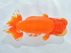 西日本金魚愛好会　立行司　東　秀明　日らん佐賀