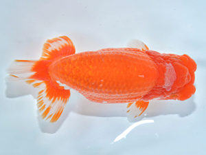 西日本金魚愛好会　東取締　八坂幸二　大分らんちゅう会