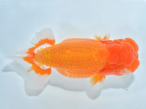 西日本金魚愛好会　埋金龍二　鳥栖みやき