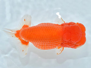 西日本金魚愛好会　東大関　先崎　誠　宮崎