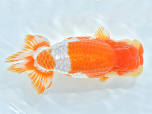 西日本金魚愛好会　西大関　松尾克也　鳥栖みやき