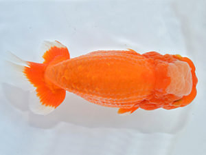 西日本金魚愛好会　東取締　平　宏　福岡観魚会