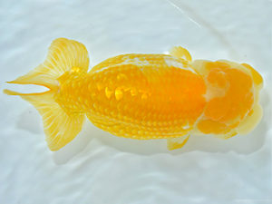 西日本金魚愛好会　西取締　高柳正道　若楠会