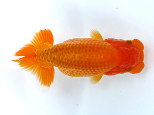 山梨錦城会　東大関　御手洗逸夫　三島