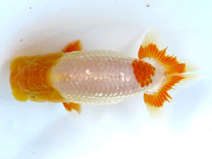 山梨錦城会　西大関　村田祐則　神奈川