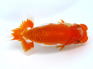 山梨錦城会　立行司　川口久男　清水